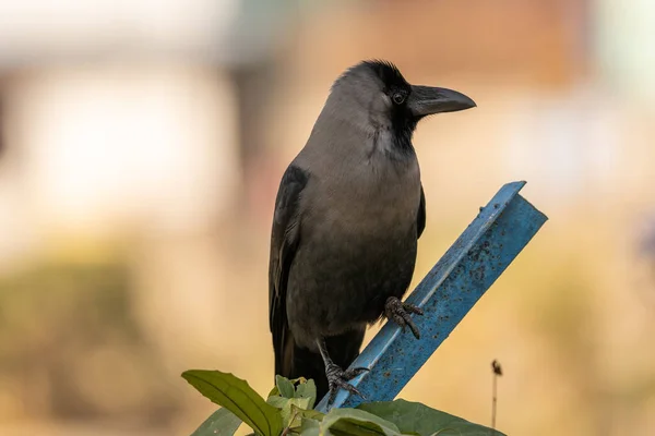 在模糊的背景下 一只栖息在金属柱子上的房屋乌鸦 — 图库照片