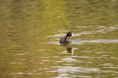 Gölde yüzen bir ördek..