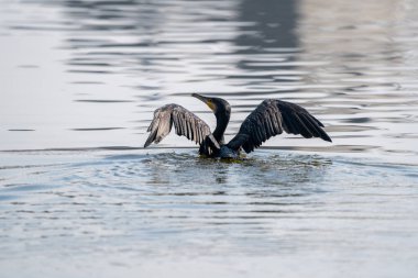 Büyük bir karabatak. Kanatları bir göle yayılmış..
