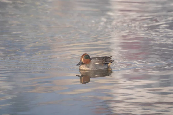 Green Winged Teal Swimming Lake Causing Lots Ripples — Stock Photo, Image