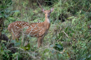 Nepal 'deki Chitwan Ulusal Parkı' nın ormanlarında benekli bir geyik ya da balık..