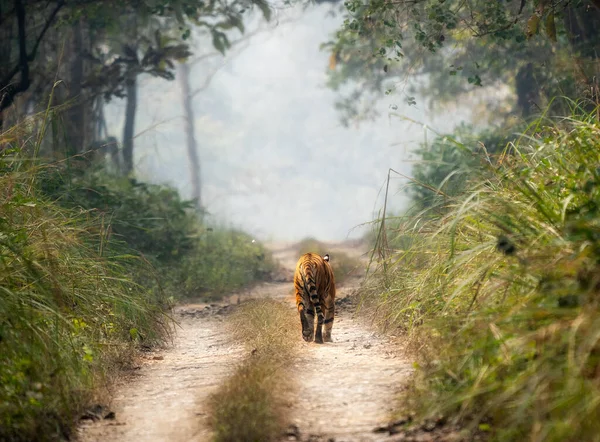 Tigre Bengale Marche Sur Chemin Terre Dans Parc National Chitwan — Photo