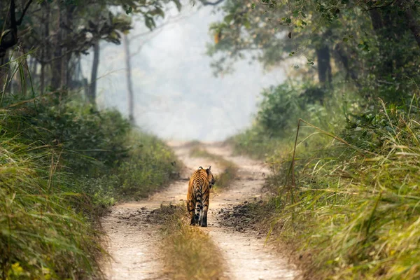 Bengalski Tygrys Spacerujący Polnej Drodze Parku Narodowym Chitwan Nepalu Gorący — Zdjęcie stockowe