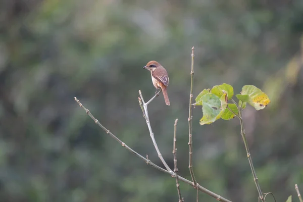 Chillido Marrón Posado Una Rama Árbol Parque Nacional Chitwan Nepal — Foto de Stock