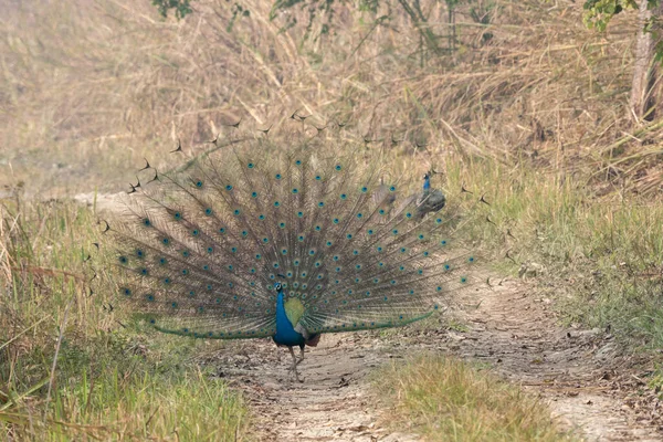 A Peacock With Tail Spread on Jungle Road in the Chitwan National Park in a Nepal wildlife refuge.