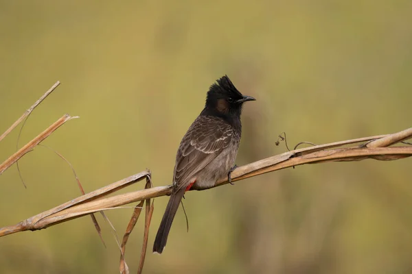 Red Vented Bulbul Perched Stalk Dead Grass Chitwan National Park — Stock Photo, Image