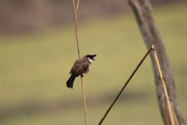 Red Whiskered Bulbul Perched Stalk Dead Grass Chitwan National Park — Stock Photo, Image