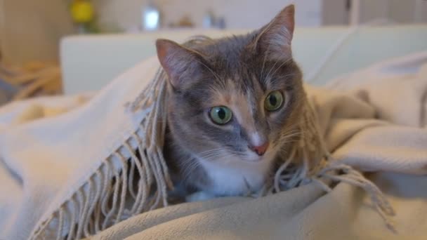 有趣的家养三色猫 黄绿色的眼睛躺在沙发上 躺在毛毯下 饶有兴致地观看着什么 慢动作 — 图库视频影像