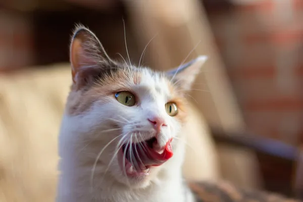 Chat Tricolore Domestique Aux Yeux Jaune Vert Assoit Intérieur Lèche — Photo