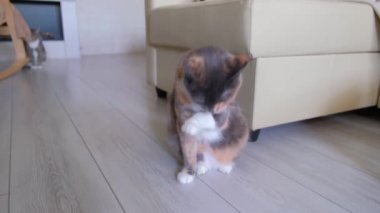 Üç renkli yerli kedi odada yerde oturur ve pençesini yalar, sonra da yuvarlak gözlerle kameraya bakar. Arkadan ikinci kedi. Yakın plan..