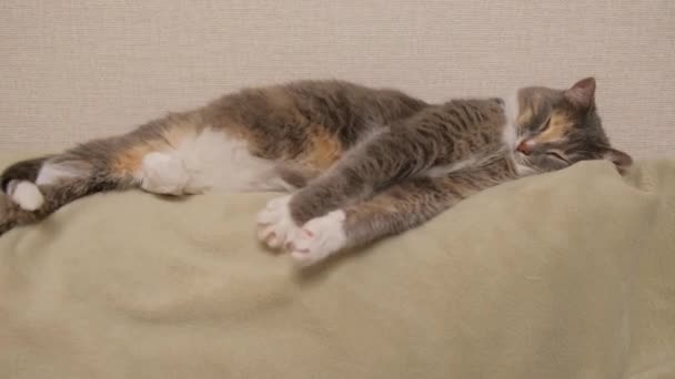 Μια Γάτα Τρίχρωμη Στο Πίσω Μέρος Του Καναπέ Τεντώνεται Κοιτάζει — Αρχείο Βίντεο