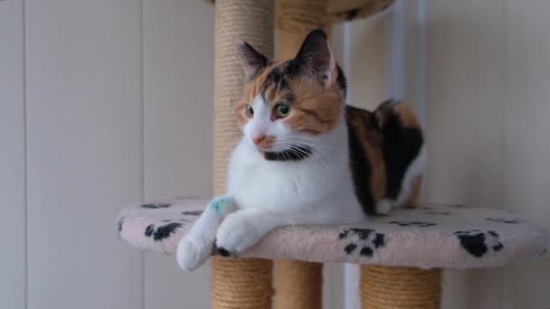 Domestic Tricolor Cat Sore Paw Sits Scratching Post Indoors Looks — Stock Video