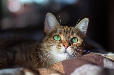 Üç renkli (beyaz, gri, kırmızı) mestizo kedisi yeşil gözlü bir battaniyenin üzerinde yatar. Yüzünde güneş var. Yakın plan, karanlık arkaplan, bokeh.