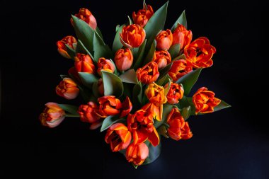 Siyah arka planda kırmızı-sarı laleler. Yakın plan..