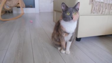 Üç renkli ev kedisi odada yerde oturur ve yuvarlak gözlerle kameraya bakar. Yakın plan..