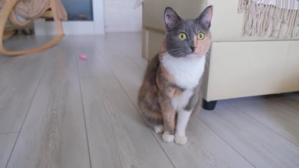 Domestic Tricolor Cat Sits Floor Room Looks Camera Eyes Close — Stock Video