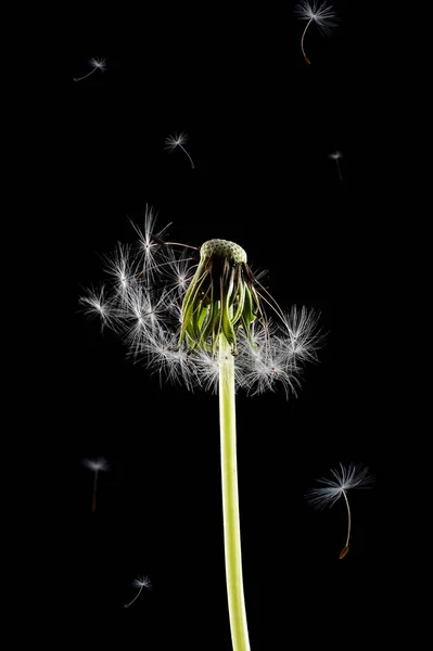 Een Paardebloem Wordt Geblazen Een Zwarte Achtergrond — Stockfoto