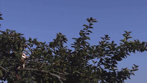 木から飛んでくる美しいフクロウを閉じます — ストック動画
