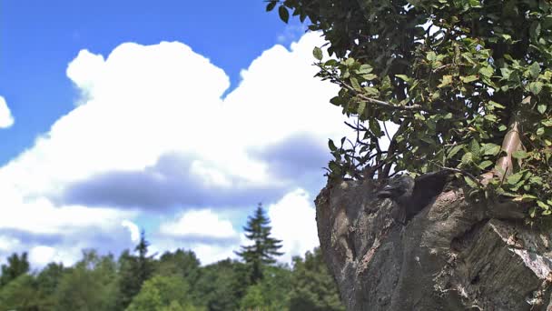 木から飛んでくる黒いカラス — ストック動画