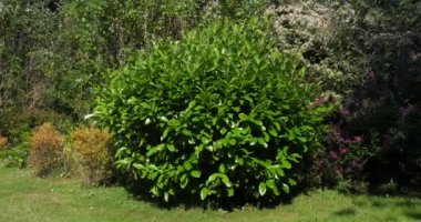Cherry Laurel veya Laurel Cherry, prunus laurocerasus, Tree in the Garden, Normandy, Fransa, Real Time 4K