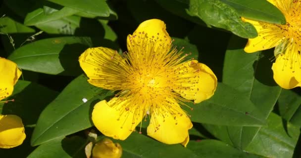 John Wort Hypericum Flowers Leaves Normandy Real Time — 图库视频影像