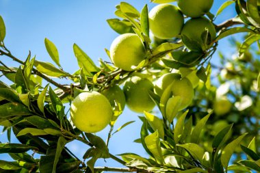 Turunçgil ağacına yakın çekim, yeşil narenciye demeti Akdeniz 'de yeşil yaprakların arasında bir brunch' ta büyüyor.