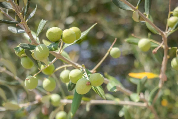 Ramo Azeitona Com Folhas Azeitonas Verdes Azeitona Planta Árvore Fechar — Fotografia de Stock