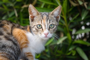Kedi yüzü portresi, ciddi yüz ifadesi olan kedi yavrusu seçici odaklı yakın plan ve bokeh arkaplan.