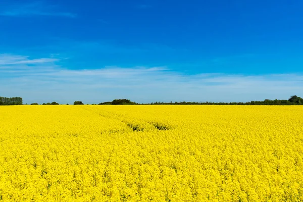 地形与乌克兰国旗相似 蓝色的天空和黄色的花田 图上有乌克兰国旗的颜色 — 图库照片