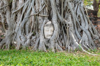 Buda kafası, Tayland 'ın Ayutthaya kentinde ikonik ve ünlü bir turizm merkezi olan Wat Mahathat kompleksindeki bir Banyan ağacına gömülü..