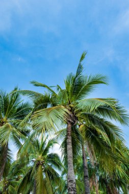 Mavi gökyüzüne karşı palmiye ağacı ve arka planda bulutlar. Hindistan cevizi ağacı tropikal iklimde görüntü bırakır.