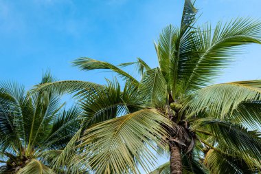 Mavi gökyüzüne karşı palmiye ağacı ve arka planda bulutlar. Hindistan cevizi ağacı tropikal iklimde görüntü bırakır.