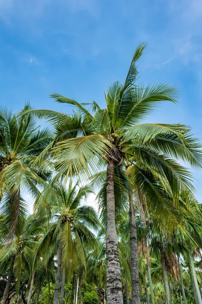 棕榈树映衬蓝天和云彩背景 椰子树在热带气候中留下图像 — 图库照片