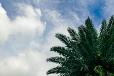Mavi gökyüzüne karşı palmiye ağacı ve arka planda bulutlar. Hindistan cevizi ağacı tropikal iklimde görüntü bırakır.