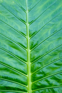 Yeşil yaprak yakın plan. Tasarım, arkaplan, yaratıcı kullanım için doğal yeşil yaprağın dokusu.