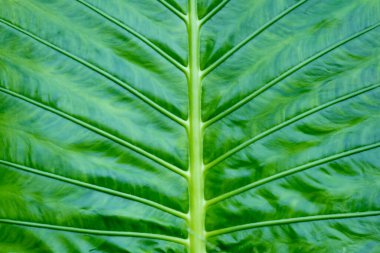 Yeşil yaprak yakın plan. Tasarım, arkaplan, yaratıcı kullanım için doğal yeşil yaprağın dokusu.