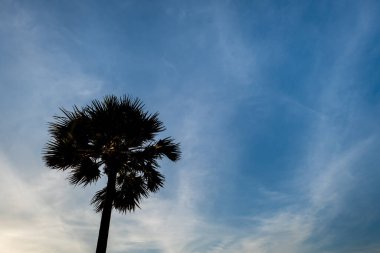 Hindistan cevizi ağacı, palmiye ağacı, gün batımında okyanus, Phuket, Tayland üzerindeki tropik tatil adasında siluetler. Tatil, tropik, tatil, tatil konsepti