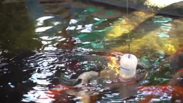 Bebek Sütü Şişesi Kullanarak Havuzda Balık Beslemek — Stok video