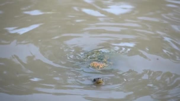 Малий Черепаха Забрудненій Воді Піднімається Поверхню Намагаючись Дихати — стокове відео
