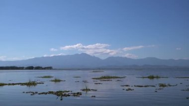 Phayao Bölgesi Tayland 'daki doğal tatlı su gölünde yüzen yeşil su bitkisinin görüntüleri..