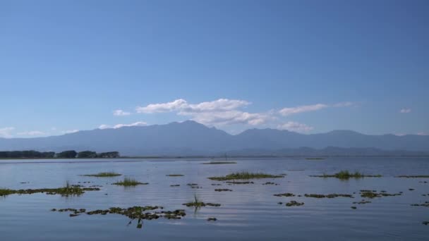 Rekaman Tanaman Air Hijau Mengambang Danau Air Tawar Alami Phayao — Stok Video