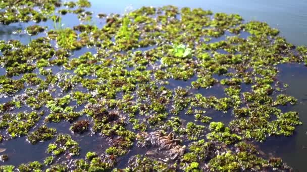 Materiał Filmowy Zielonych Roślin Wodnych Pływających Wodzie Naturalnej — Wideo stockowe