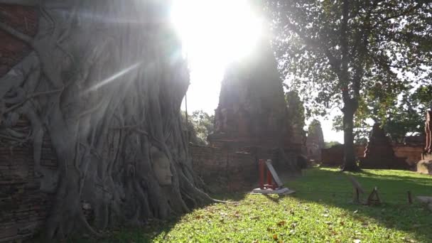 Famoso Rostro Buda Escondido Las Raíces Árbol Ayutthaya Tailandia — Vídeos de Stock