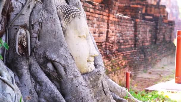 Estatua Cabeza Buda Una Raíz Árbol Ayutthaya Tailandia — Vídeos de Stock