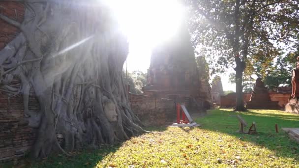 Statuia Capului Lui Buddha Într Rădăcină Copac Din Ayutthaya Thailanda — Videoclip de stoc