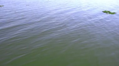 River waving is flowing in slow motion with water plant.
