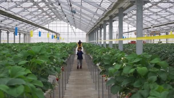 Asian Family Walking Hydro Strawberry Farm — Vídeo de Stock