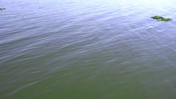 Річкове Махання Тече Повільному Русі Водною Рослиною — стокове відео
