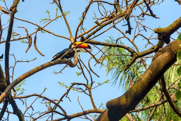 Toucan Usadil Mezi Větvemi Stromů Během Odpoledne Minas Gerais Státu — Stock fotografie