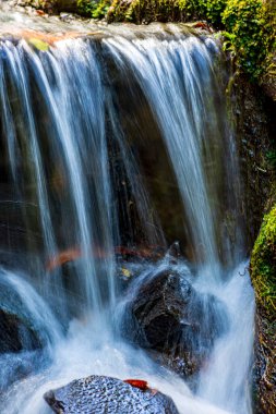 Brezilya 'daki yağmur ormanlarının yosun, bitki ve kayaları arasındaki küçük dere ve şelale